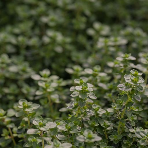 English Thyme