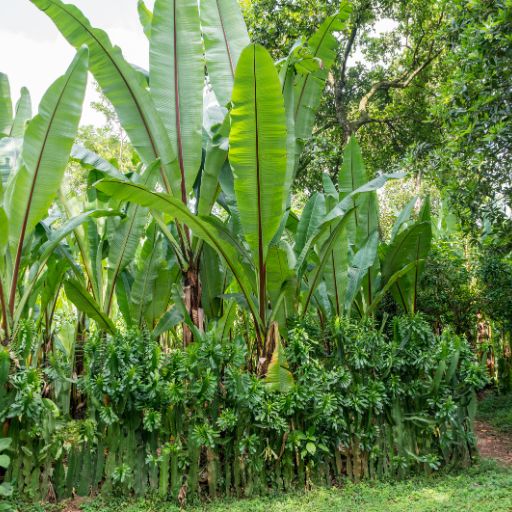 Enset (Ethiopian “False Banana”) Spice