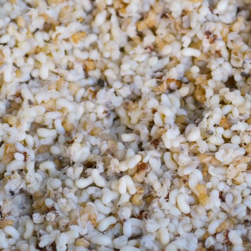 Escamol Seasoning (Ant Larvae, Traditional Mexican Spice)