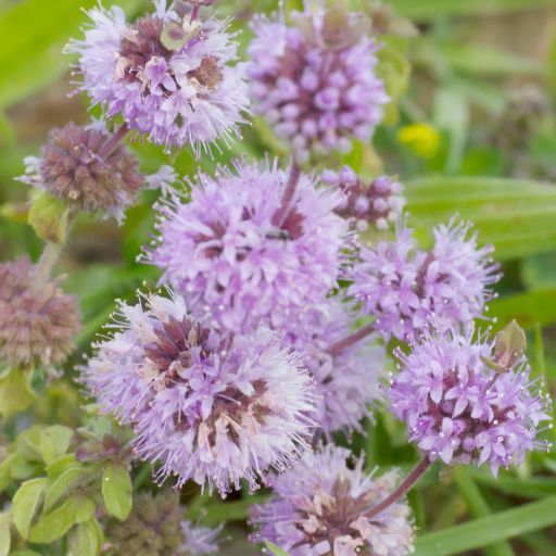 European Pennyroyal