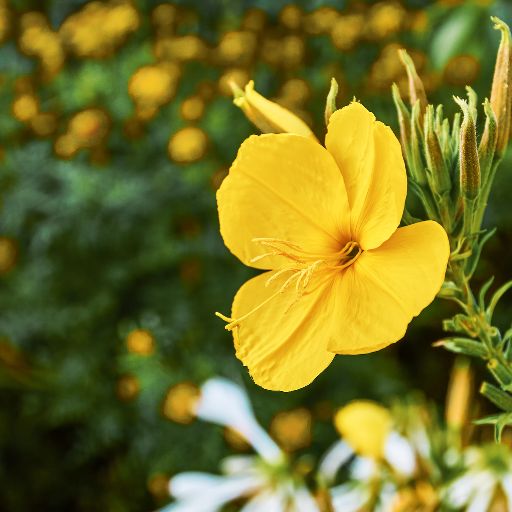 Evening Primrose