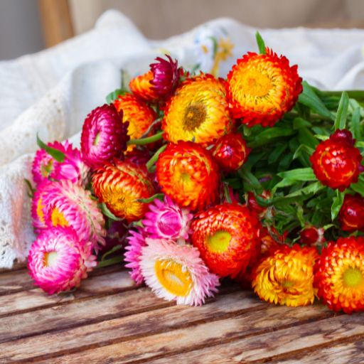 Everlasting (Helichrysum)