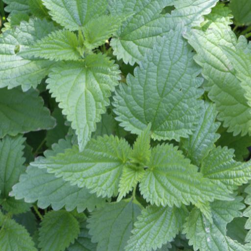 False Nettle