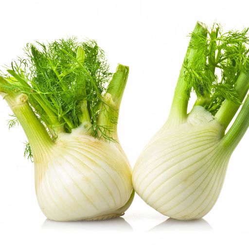 Fennel Bulb