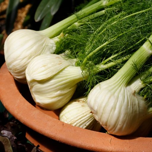 Fennel (Fresh Herb)