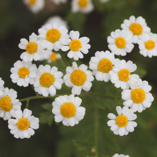 Feverfew