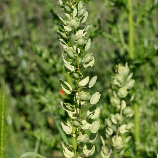 Field Pennycress