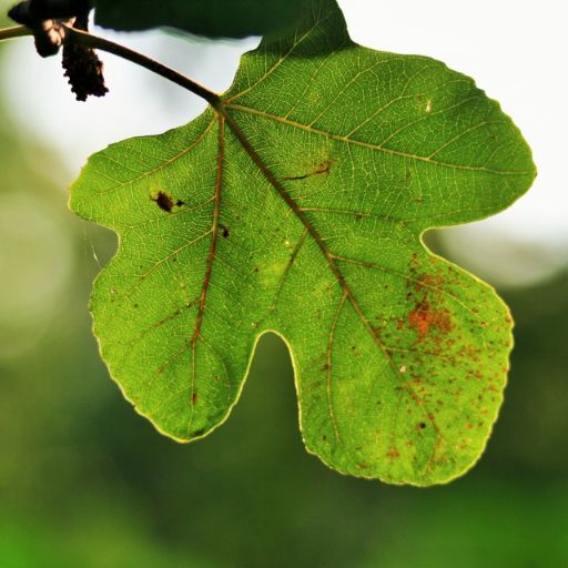 Fig Leaves