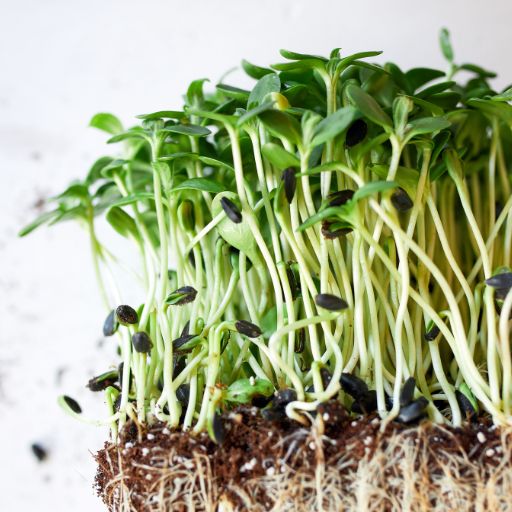 Flax Greens (Flax Shoots)
