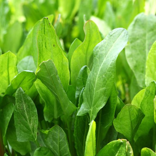 French Sorrel