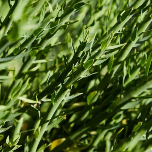 French Tarragon