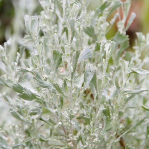 Fringed Sage (Artemisia frigida)