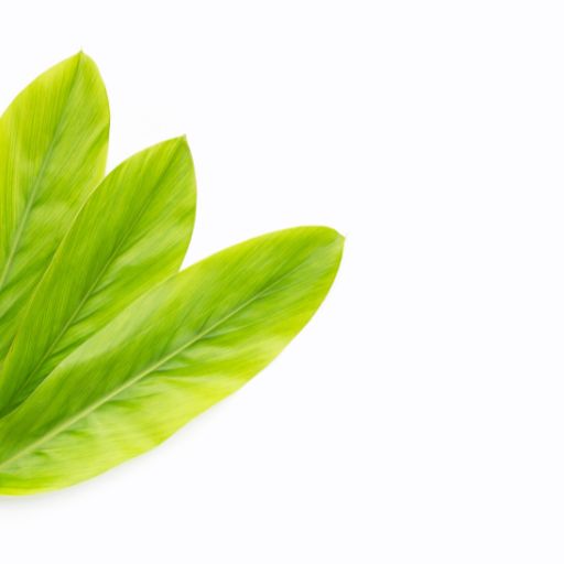 Galangal Leaves