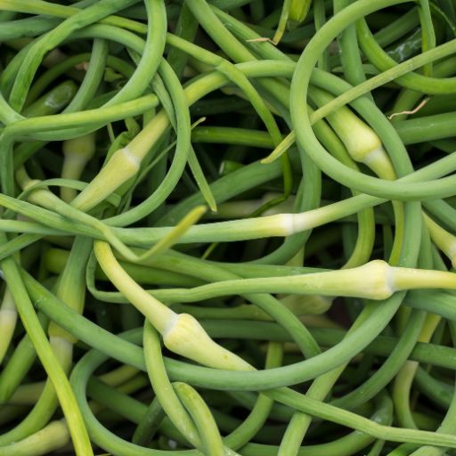 Garlic Scapes