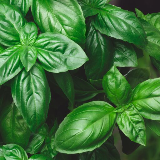 Genovese Basil