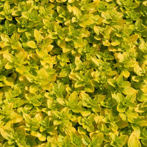 Golden Oregano