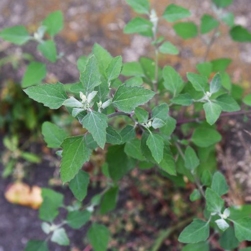 Goosefoot (Lamb’s Quarters)