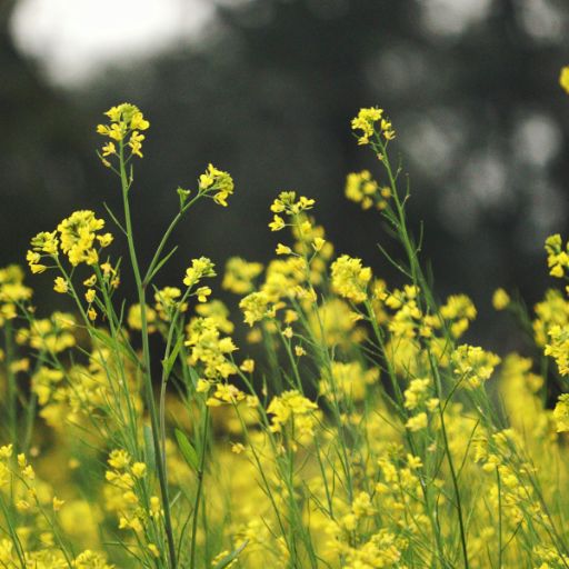 Hedge Mustard