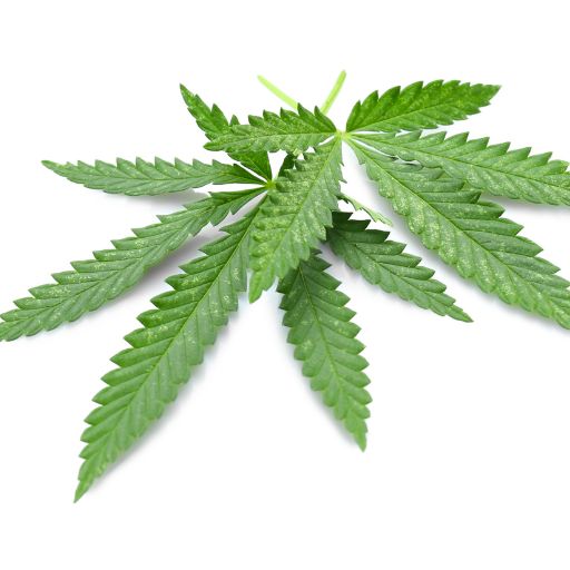 Hemp Leaves