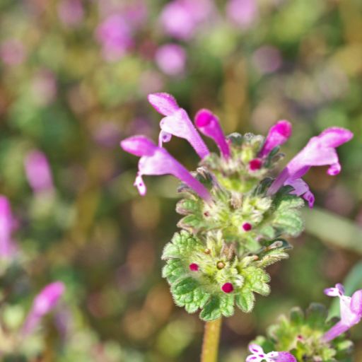 Henbit