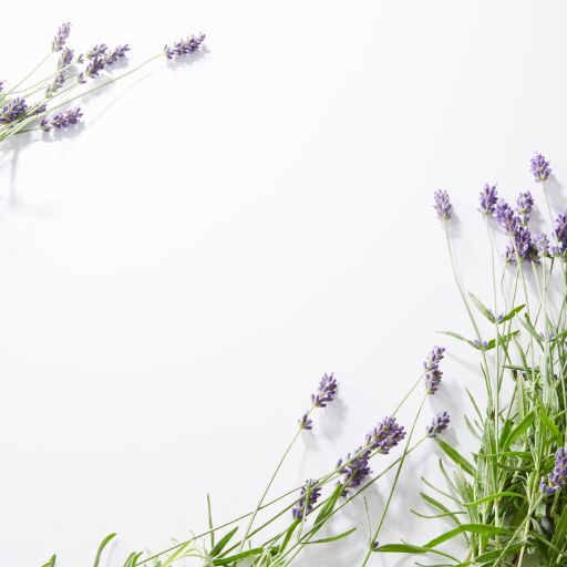 Herbs + Lavender