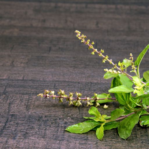 Holy Basil (Tulsi)