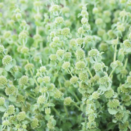 Horehound