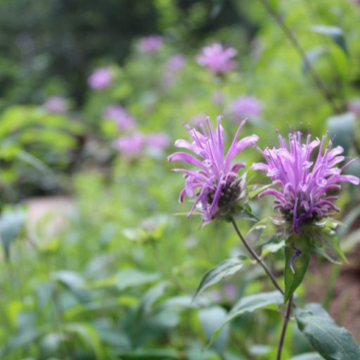 Horsemint (Wild Bergamot)