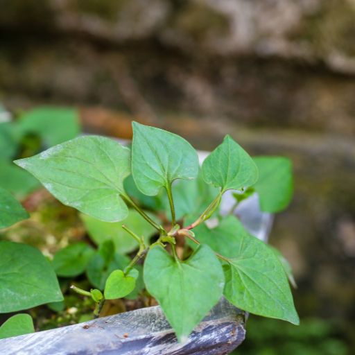 Houttuynia (Fish Mint)