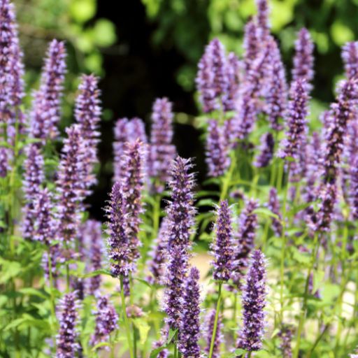 Hyssop