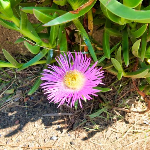 Ice Plant (Mesembryanthemum)
