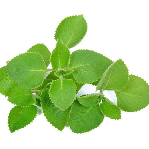 Indian Borage (Mexican Mint, Ajwain Patta)