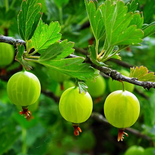 Indian Gooseberry Leaf (Amla Leaves)