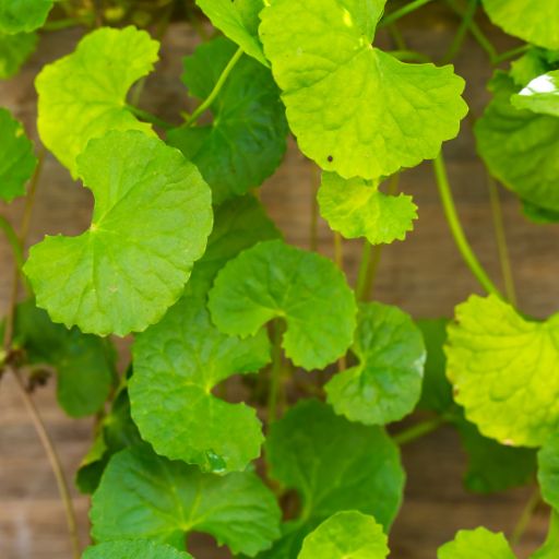 Indian Pennywort (Gotu Kola)