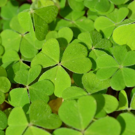 Indian Sorrel (Ambada)