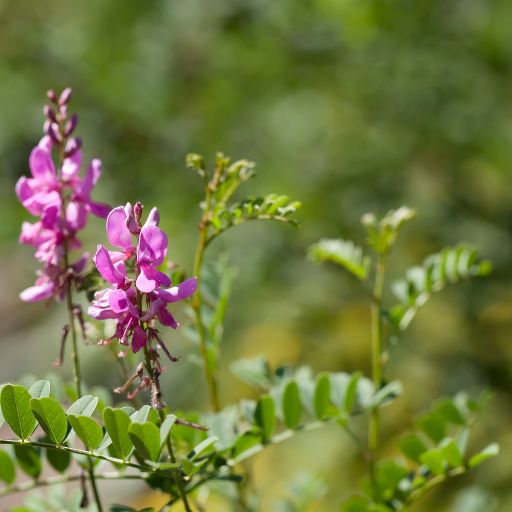 Indigo Plant (Indigofera)