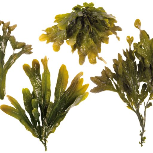 Irish Moss (Seaweed Herb)