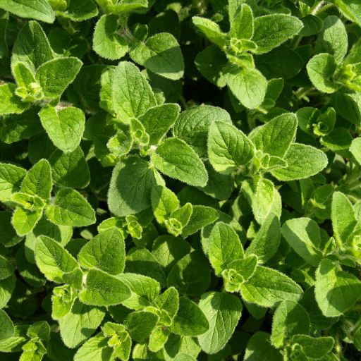 Italian Oregano