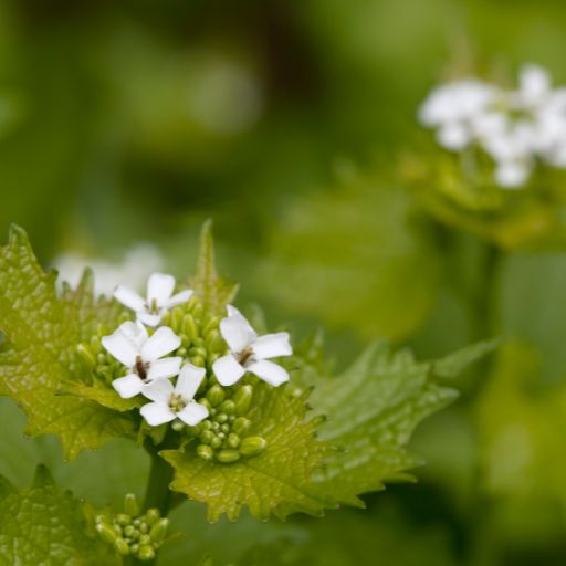 Jack-by-the-Hedge (Garlic Mustard)