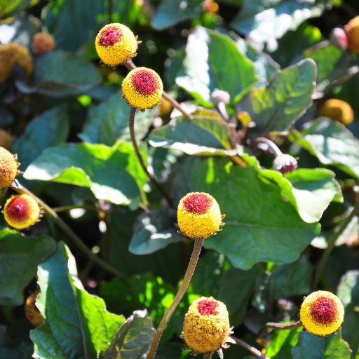 Jambu (Acmella oleracea, Toothache Plant)