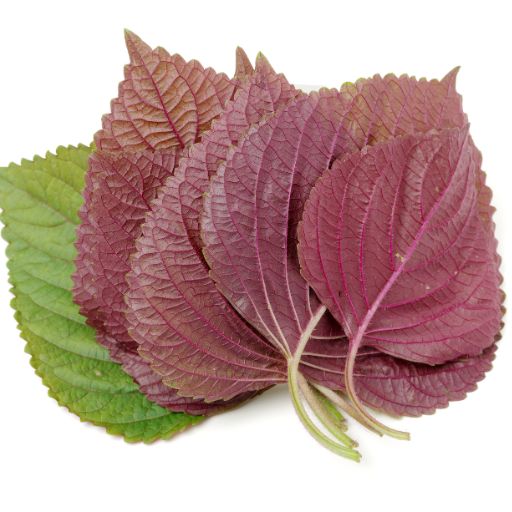 Japanese Basil (Shiso, Red and Green Varieties)