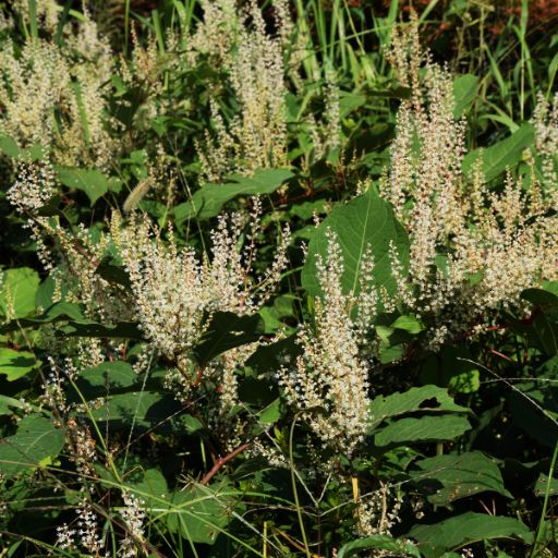 Japanese Knotweed