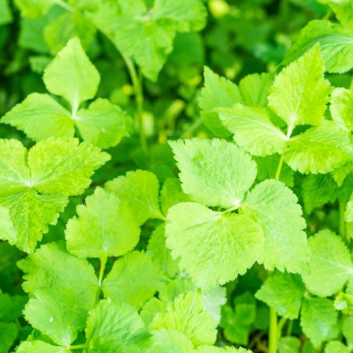 Japanese Parsley (Mitsuba)