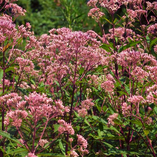 Joe-Pye Weed