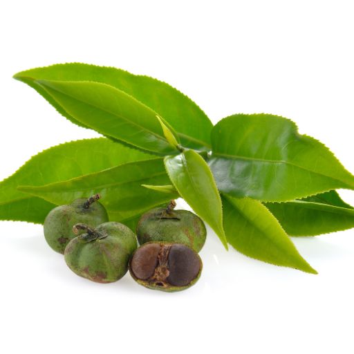 Kenyan Tea Leaf (Camellia sinensis var.)