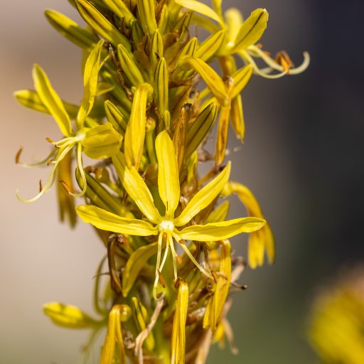 King’s Spear (Asphodeline lutea)
