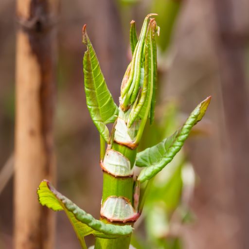 Knotweed (Edible Varieties)