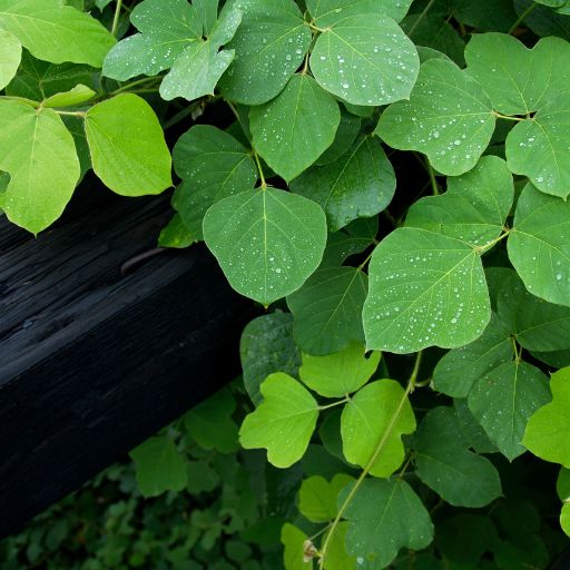 Kudzu Leaf