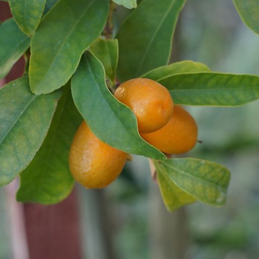 Kumquat Leaf