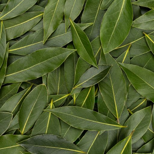 Laurel (Bay Leaf, Fresh)